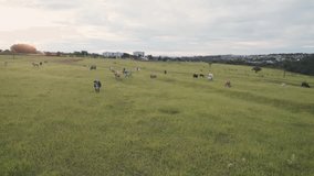 Flying a herd of cattle in the city of Brotas, in the interior of the state of São Paulo, Brazil. city with rivers and farms. 4k drone video.