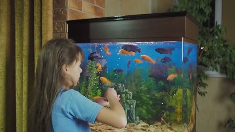A child at a home aquarium. A little girl feeds aquarium fish.