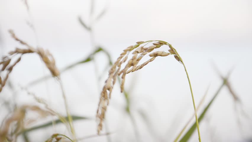 Mature rice with fully developed kernels ready to be harvested closeup
