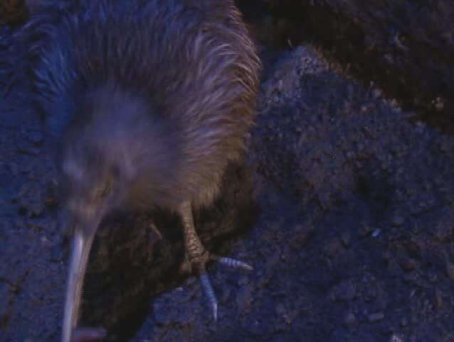 Brown Kiwi foraging in night - eating insect.