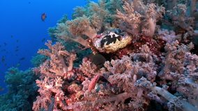 Tridacna Scuamose giant clam infiltrated between pieces of coral in Red sea. Relax underwater video about marine inhabitants.