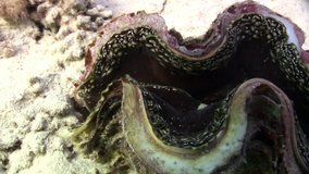 Tridacna Scuamose giant clam with heavy mantle in Red sea. Relax underwater video about marine inhabitants.