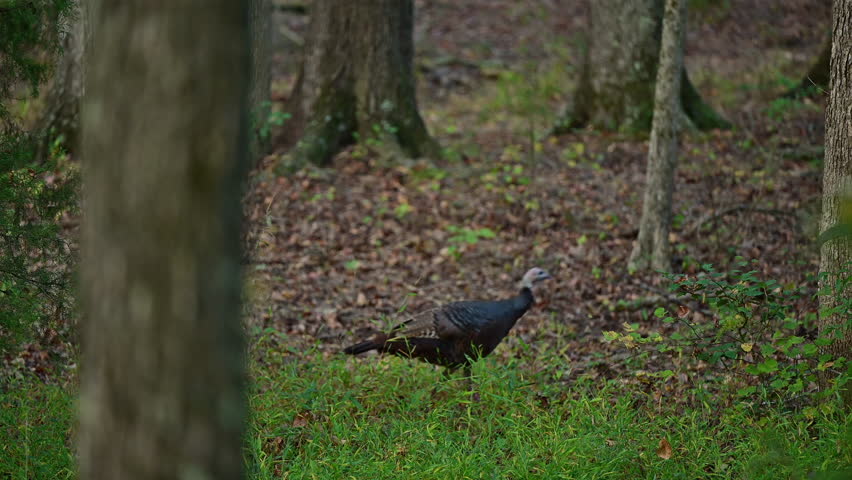 Wild Turkey adult hen foraging alone in woods of North Carolina Piedmont, Mt. Gilead, North Carolina, US