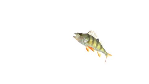 fish under water, isolated on white background
