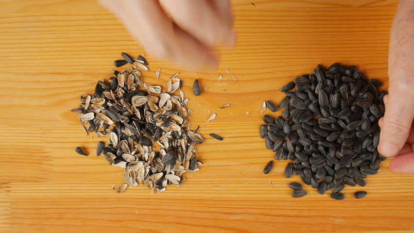 Grandmother cleans sunflower seeds.