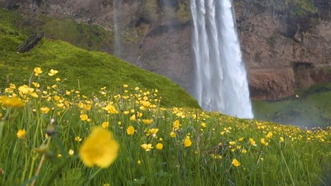 Beautiful field of yellow flowers with the Seljalandfoss waterfall in the background. Seljalandsfoss is located in the South Region in Iceland right by Route 1.