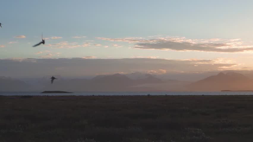 Arctic terns flying at beautiful sunset in Hofn, Iceland