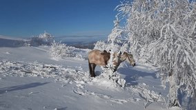 Video Panorama on top of a mountain with a horse and snow-covered trees on a winter sunny day
