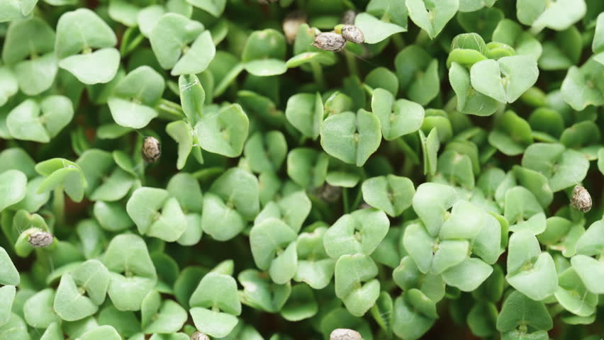 Title Screen, Wall of Microgreens, Sprouted Chia Seeds, Top View. Dolly slider extreme close-up.