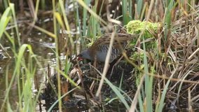 A highly secretive Water Rail (Rallus aquaticus) an inhabitant of freshwater 
 eating a crayfish deep in the reeds.