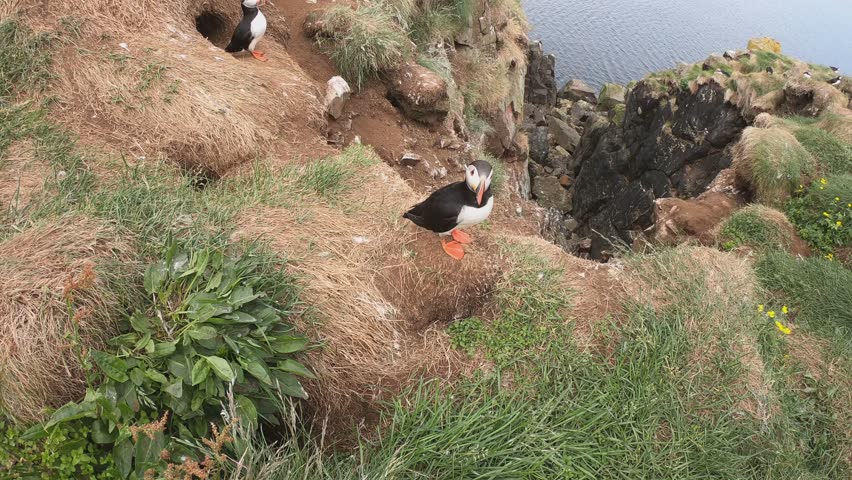 DOLLY SHOT - Atlantic Puffins (Fratercula arctica) at Borgarfjörður eystri, Eastern Iceland. Puffin outside the burrow. The puffins come to nest.