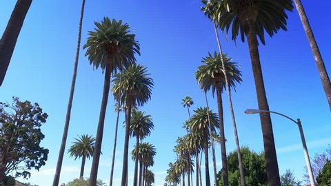 beverly hills street palm trees sunny Stock Footage Video (100% Royalty ...