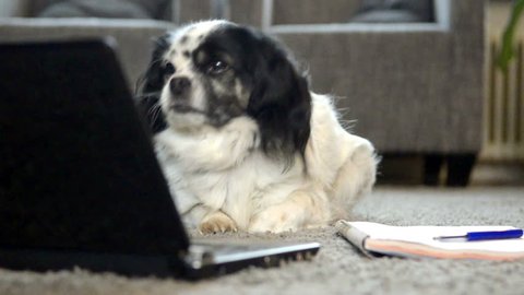 Dog Reading On Laptop Stock Footage Video 100 Royalty Free Shutterstock