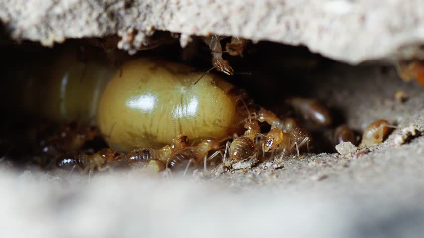 The termite queen in the ground nest has a large yellow appearance and is responsible for laying many eggs. Royalty-Free Stock Footage #3387699229