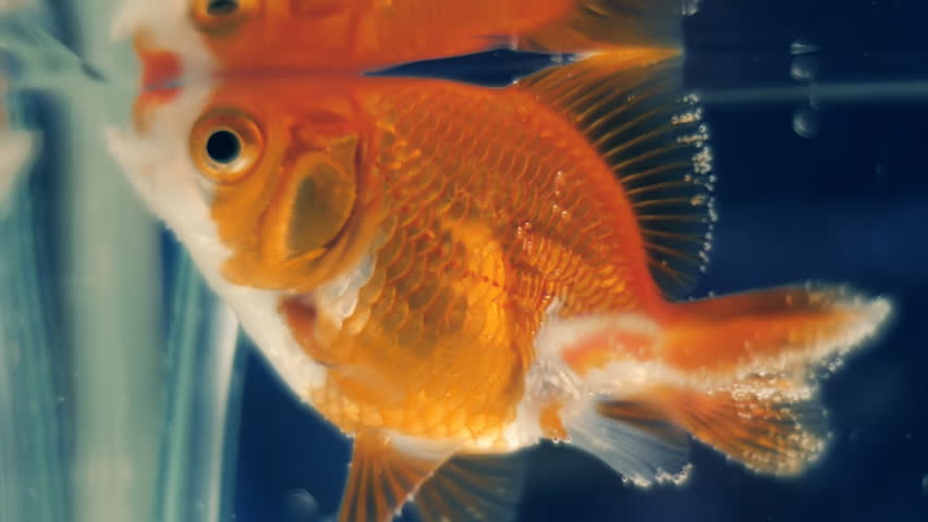 goldfish for bait near me
