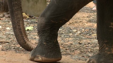 close-up elephant penis Stock Footage Video (100% Royalty-free