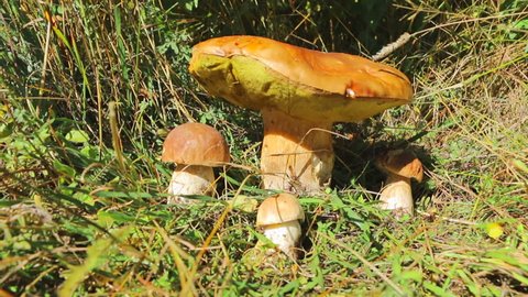 Boletus Edulis. Porcini Mushrooms. Big and small Boletus Edulis mushrooms in the meadow slider shoot
