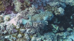 Tropical poisonous fish - porcupinefish swimming on the coral reef. Seascape with marine life, underwater video from scuba diving. Wild ecosystem in the ocean.