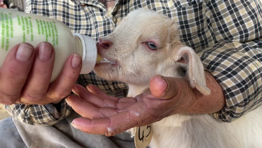 Hands of the senior woman feeding baby goat from the milk bottle