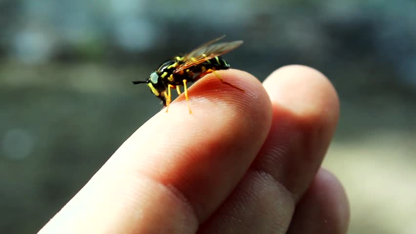 Bee staying on finger