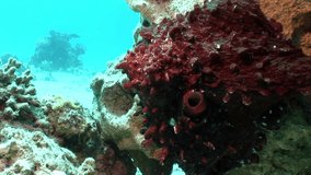 Octopus on a blue background underwater Red sea. Amazing unique video about marine animals in world of wildlife.