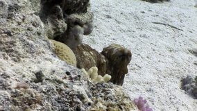 Octopus underwater Red sea. Amazing unique video about marine animals in world of wildlife.