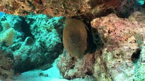 Giant Gymnothorax Javanicus moray eels in pure transparent water of Red sea. Underwater relax video about bright marine nature on background of beautiful lagoon of Egypt.