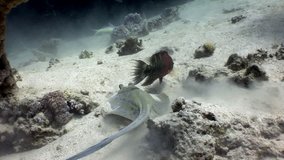 Bluespotted stingray Taeniura Lumma underwater Red sea. Relax video about marine animal on background of beautiful lagoon.