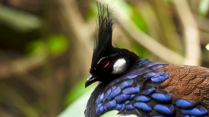 palawan peacock pheasant close up in the natural habitat