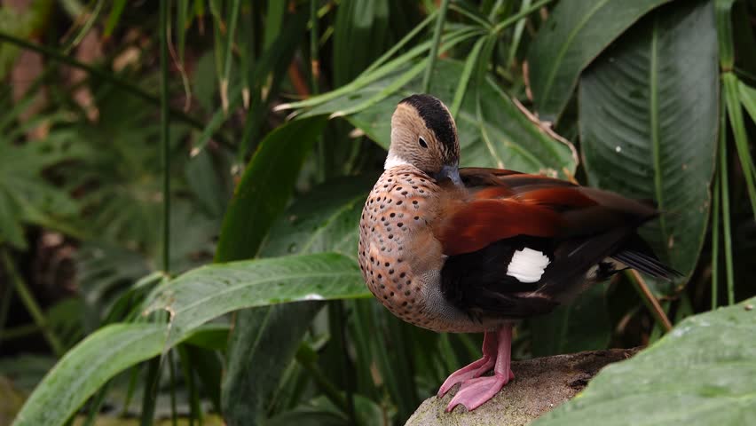 ringed teal (Callonetta leucophrys) in natural habitat