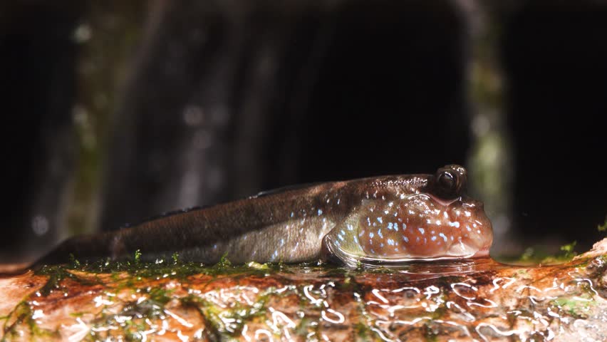 Atlantic mudskipper (Periophthalmus barbarus) in natural habitat 