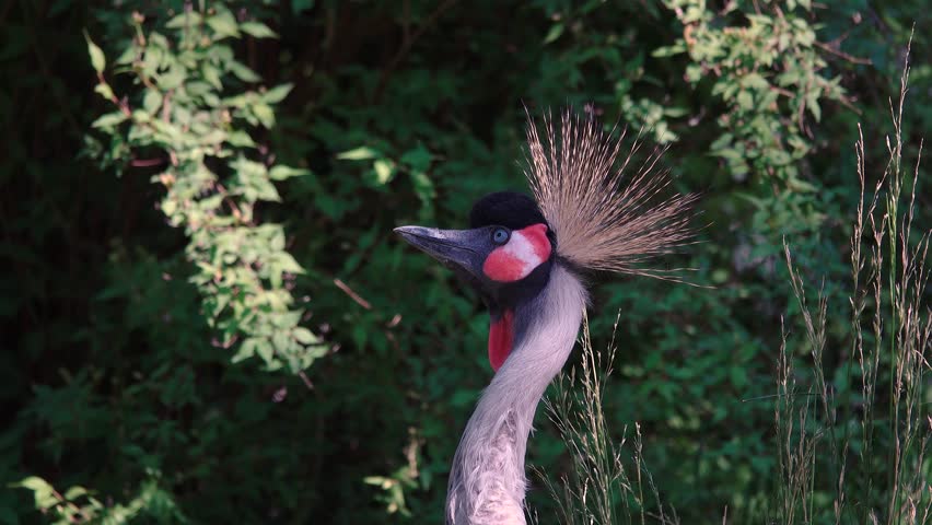 crowned crane close up against the background of the forest