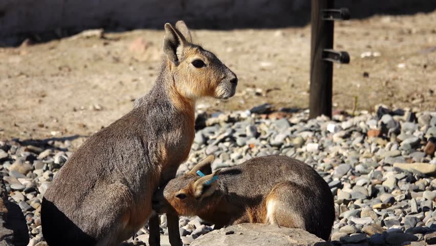 Patagonian mara mother feeds baby in natural habitat 