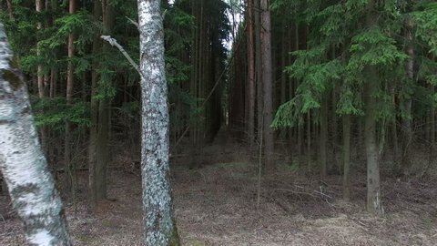 Dense Forest