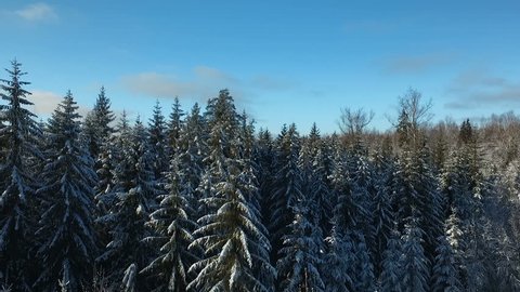 Fairy Winter Forest