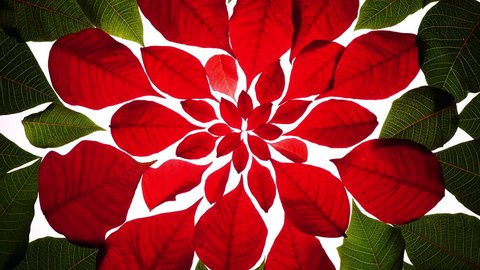 Christmas and New Year decorative background. Amazing abstract decoration with Poinsettia leaves. 4K