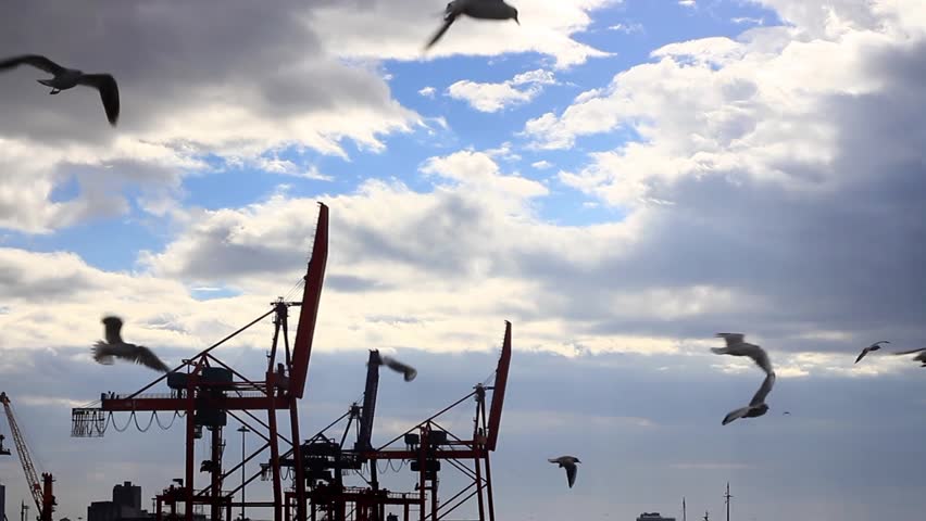 Ship-following seabirds flying against Haydarpasa Seaport, Istanbul, Turkey