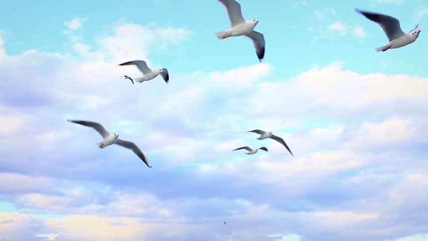 Seagulls following the cruise ship. Flying against beautiful sky 
