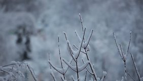 video snow on tree branches
