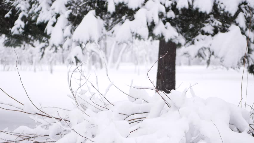 Snowstorm in the forest, winter landscape. Heavy snowfall in the city park. Winter landscape - a snow-covered park with beautiful trees, covered with hoarfrost