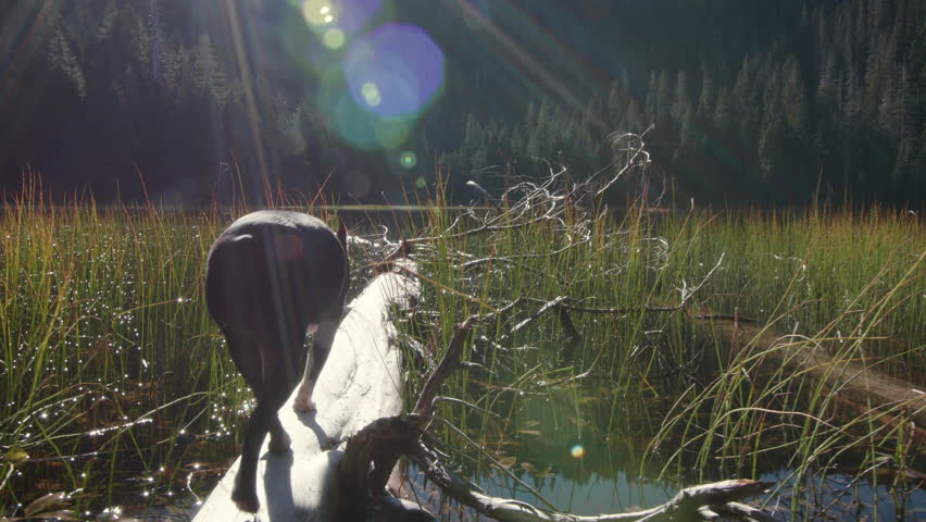 Boston Terrier Dog Living Free Exploring Fallen Tree in Lake