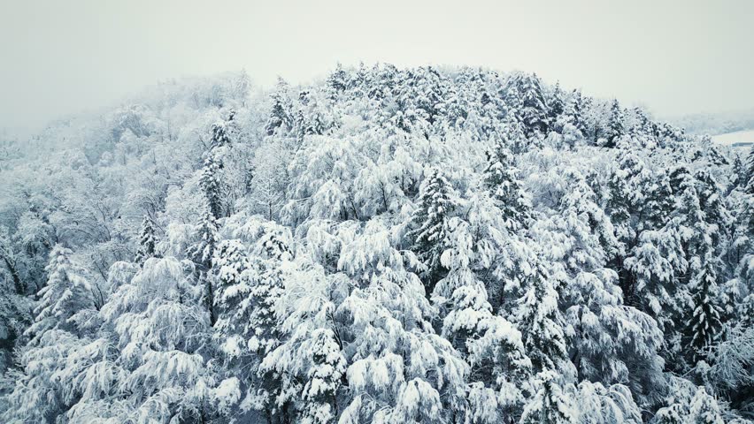 Pine trees covered with snow. Snowed forest in winter. Picturesque winter scene with hills and forest. Winter nature landscape with falling snow