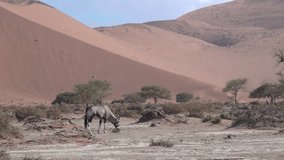 HD high quality video scenic view of Oryx (Gemsbok) antelopes in famous endless sand sea area of Sossusvlei Namib Desert red sand dunes on sunny morning in Namib-Naulkuft Park in Namibia, southern Afr
