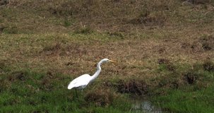 Great White Egret, egretta alba, Adult Standing in Swamp, Nairobi Park in Kenya, Real Time 4K