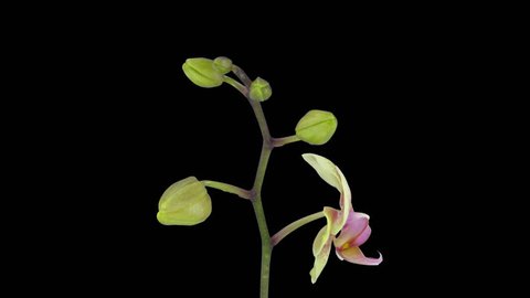 Time-lapse of opening Orchid Butterfly 1a1 in PNG+ format with ALPHA transparency channel isolated on black background
