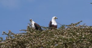 African Fish-Eagle, haliaeetus vocifer, Pair at the top of the Tree, Naivasha Lake in Kenya, Real Time 4K