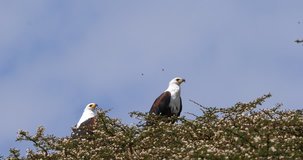 African Fish-Eagle, haliaeetus vocifer, Pair singing at the top of the Tree, Naivasha Lake in Kenya, Real Time 4K
