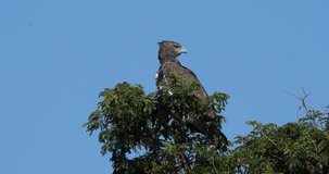 Martial Eagle, polemaetus bellicosus, Adult perched on the top of Tree, Masai Mara Park in Kenya, Real Time 4K