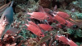 Flock of bright red striped fish underwater in coral.Relax video about marine nature of beautiful lagoon.