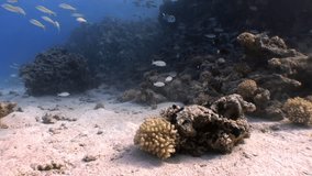 School of fish underwater Red sea. Relax video about marine nature of beautiful lagoon.